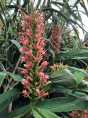 Hedychium 'Pink V'