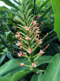 Hedychium 'Pink V'