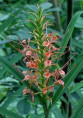 Hedychium coccineum