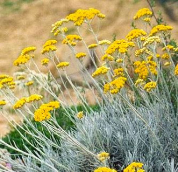 Helichrysum italicum / Faux curry