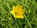 Hemerocallis 'Buttercup' / Hemerocalle à fleurs comestibles