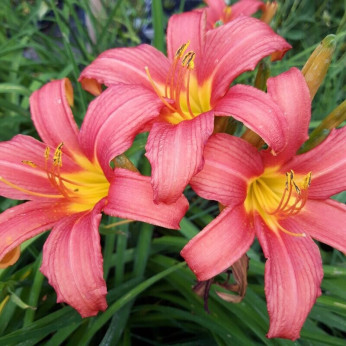 Hemerocallis 'Pink damask' / Hemerocalle à fleurs comestibles