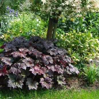 Heuchera 'Palace purple' / Heuchère