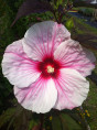 Hibiscus moscheutos 'fantasia'