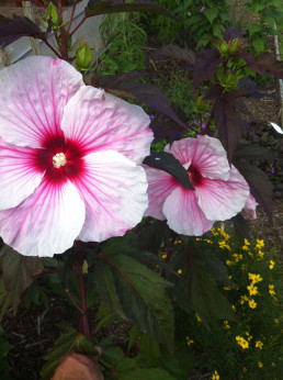 Hibiscus moscheutos 'Kopper King'