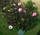 Hibiscus carroussel joli coeur