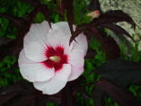 Hibiscus carroussel joli coeur