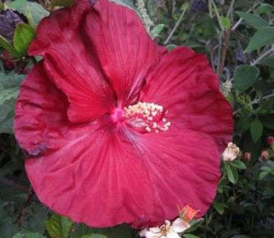 Hibiscus moscheutos 'Robert Fleming'