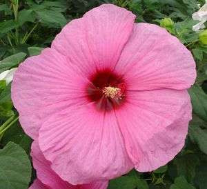 Hibiscus moscheutos 'Royal gem'