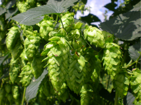 Humulus lupulus 'Cashmere' / Houblon