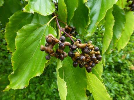 Hovenia dulcis / Raisinier de Chine