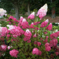 Hydrangea paniculata 'Fraise Melba' / Hortensia (blanc-rose)