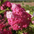 Hydrangea paniculata 'Fraise Melba' / Hortensia (blanc-rose)