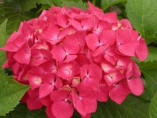 Hortensia macrophylla 'Leuchtfeuer' / Hortensia rose