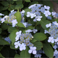 Hydrangea serrata 'Blue Bird'