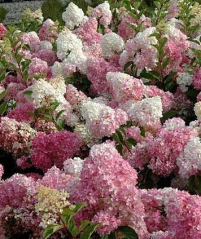 Hydrangea paniculata vanille fraise (hortensia)