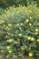 Hypericum 'Hidcote' / Millepertuis arbustif