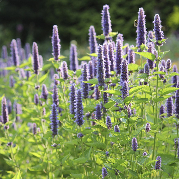 Agastache foeniculum / Hysope anis réglisse