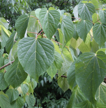 Idesia polycarpa