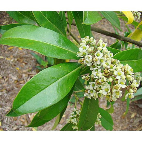 Ilex paraguariensis / Le Maté / Thé du paraguay