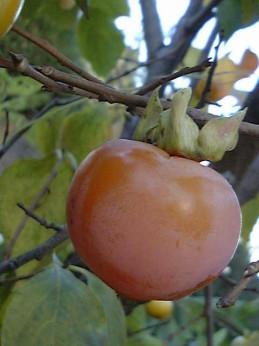 Diospyros 'Fuyu' / Kaki (pomme) / Plaqueminier