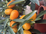 Fortunella crassifolia 'Nagami' / Kumquat