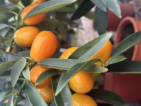 Fortunella crassifolia 'Nagami' / Kumquat