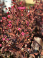 Lagertroemia indica Rhapsody in pink