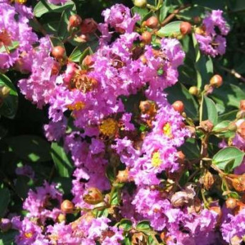 Lagerstroemia indica 'Violet d'été' / Lilas des Indes