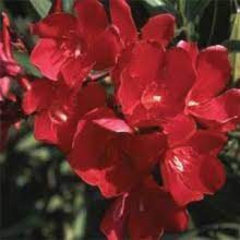 Laurier fleur scarlet beauty