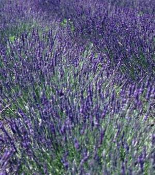 Lavandula x intermedia 'Grosso' / Lavandin