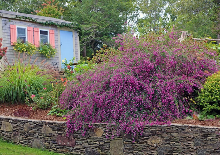 Lespedeza thunbergii / Trèfle en arbre