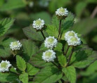 Lippia dulcis / Herbe à sucre des Astèques