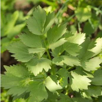 Levisticum officinale / Livèche / Ache des montagnes