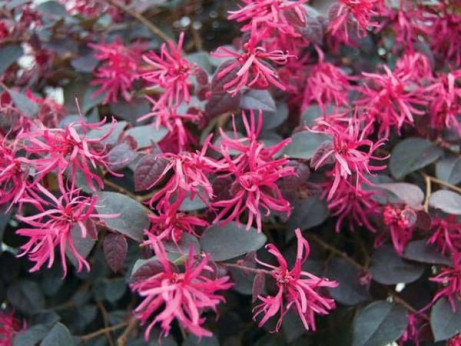 Loropetalum chinense 'Fire Dance'