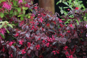 Loropetalum chinense 'Fire Dance'