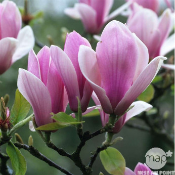 Magnolia x soulangeana 'Rustica rubra'