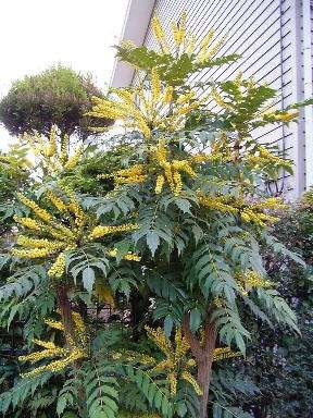 Mahonia x media 'Charity'