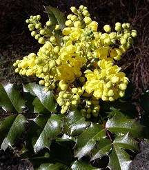 Mahonia aquifolium / Mahonia faux houx