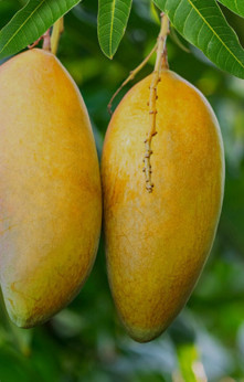 Mangifera indica 'Alfonso' / Manguier