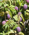 Mangifera indica 'Irwin' / Manguier