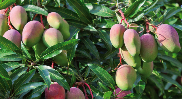 Mangifera indica 'Keitt' / Manguier