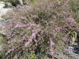 Melaleuca Gibbosa / Tea tree