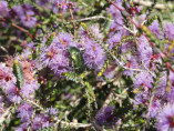 Melaleuca Gibbosa / Tea tree