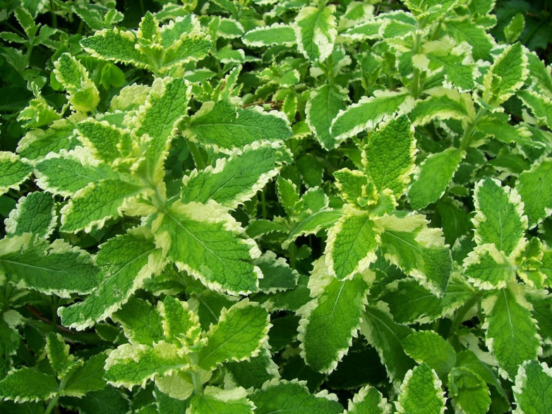 Mentha suaveolens variegata 'ananas' / Menthe ananas