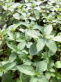 Mentha piperita citrata 'chocolate' / Menthe chocolat After eight