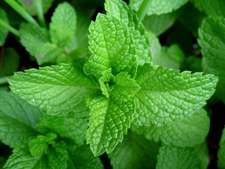 Mentha spicata 'hollywood' / Menthe hollywood