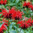 Monarde didyma / Monarde bergamote