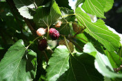 Morus alba 'Giant Fruit' / Mûrier