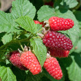 Rubus fruticosus (x) idaeus 'Tayberry Buckingham'/ Mûre-framboise